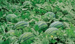 娱乐713吃瓜最新入口,最新入口带你一网打尽娱乐圈风云